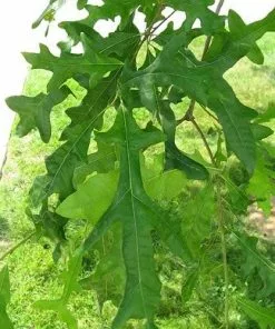 Future Forests Trees Quercus Lyrata - Overcup Oak