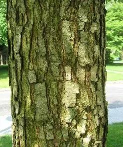 Future Forests Trees Quercus Lyrata - Overcup Oak