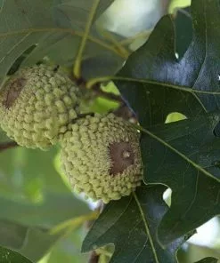 Future Forests Trees Quercus Lyrata - Overcup Oak