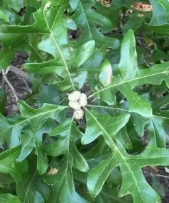 Future Forests Trees Quercus Lyrata - Overcup Oak