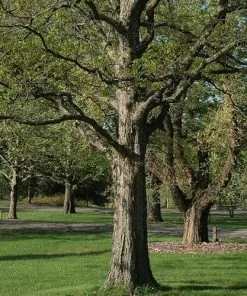 Future Forests Trees Quercus Lyrata - Overcup Oak