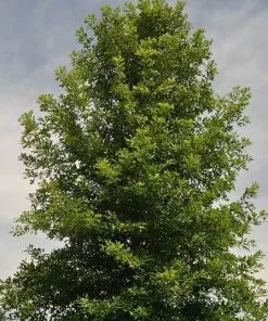 Future Forests Trees Quercus Lyrata - Overcup Oak