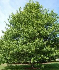 Future Forests Trees Quercus Nuttallii - Nuttall’s Oak