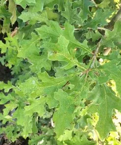 Future Forests Trees Quercus Nuttallii - Nuttall’s Oak