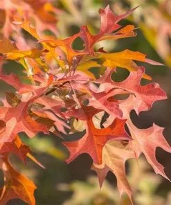 Future Forests Trees Quercus Nuttallii - Nuttall’s Oak