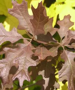 Future Forests Trees Quercus Nuttallii - Nuttall’s Oak