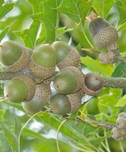Future Forests Trees Quercus Nuttallii - Nuttall’s Oak