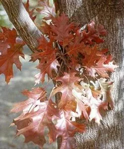Future Forests Trees Quercus Nuttallii - Nuttall’s Oak