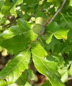 Future Forests Quercus Stellata Trees