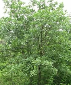 Future Forests Quercus Stellata Trees