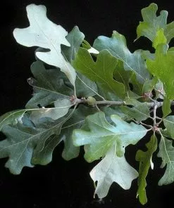 Future Forests Quercus Stellata Trees