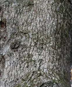 Future Forests Quercus Stellata Trees