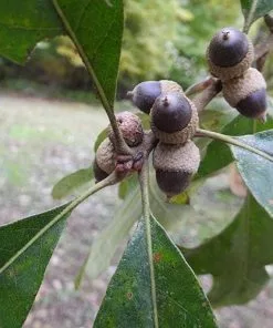 Future Forests Quercus Stellata Trees