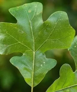 Future Forests Quercus Stellata Trees
