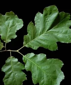 Future Forests Trees Quercus Velutina 