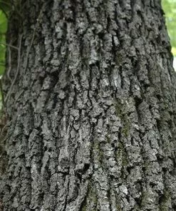 Future Forests Trees Quercus Velutina 