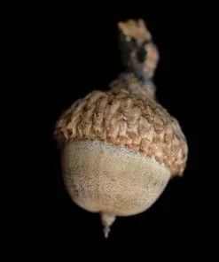 Future Forests Trees Quercus Velutina 