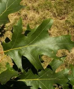 Future Forests Trees Quercus Velutina 