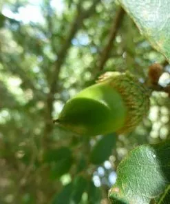 Future Forests Quercus X Kewensis