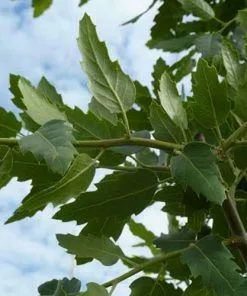 Future Forests Quercus X Kewensis