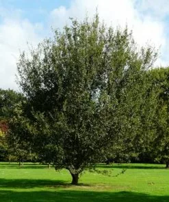 Future Forests Quercus X Kewensis