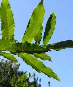 Future Forests Quercus Acutissima - Sawtooth Oak