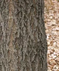 Future Forests Quercus Acutissima - Sawtooth Oak