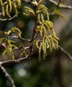 Future Forests Quercus Acutissima - Sawtooth Oak