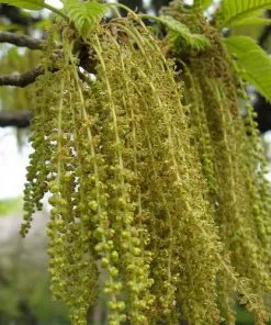 Future Forests Quercus Acutissima - Sawtooth Oak