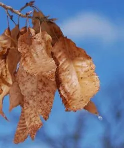 Future Forests Quercus Acutissima - Sawtooth Oak