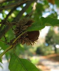 Future Forests Quercus Acutissima - Sawtooth Oak