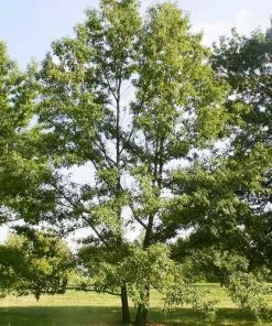 Future Forests Quercus Acutissima - Sawtooth Oak
