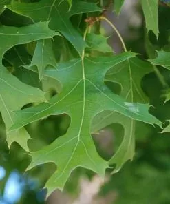 Future Forests Quercus Buckleyi - Texas Red Oak
