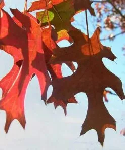 Future Forests Quercus Buckleyi - Texas Red Oak