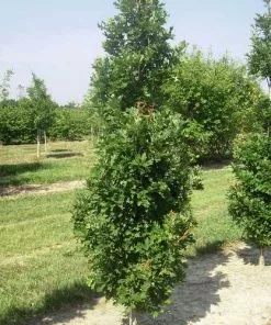 Future Forests Quercus Crimson Spire Trees