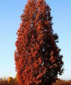Future Forests Quercus Crimson Spire Trees