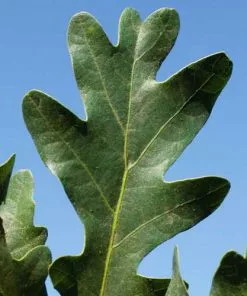 Future Forests Quercus Crimson Spire Trees