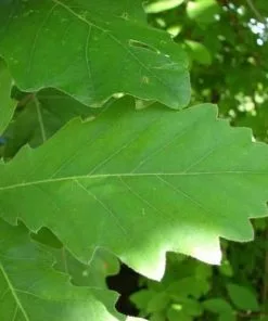 Future Forests Trees Quercus Dentata - Japanese Emperor Oak