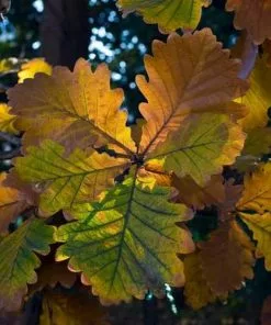 Future Forests Trees Quercus Dentata - Japanese Emperor Oak
