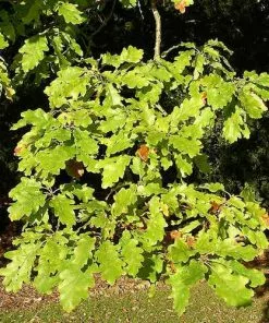 Future Forests Quercus Alba - White Oak Trees 8 Future Forests Quercus Alba - White Oak Trees