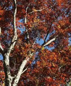 Future Forests Quercus Alba - White Oak Trees 9 Future Forests Quercus Alba - White Oak Trees