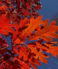 Future Forests Quercus Alba - White Oak Trees 10 Future Forests Quercus Alba - White Oak Trees