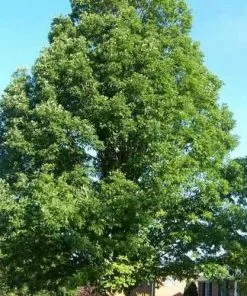 Future Forests Quercus Alba - White Oak Trees 11 Future Forests Quercus Alba - White Oak Trees