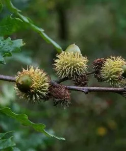 Future Forests Quercus Cerris - Turkey Oak Trees