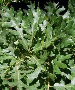 Future Forests Quercus Cerris - Turkey Oak Trees