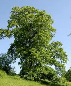 Future Forests Quercus Cerris - Turkey Oak Trees
