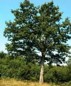 Future Forests Quercus Cerris - Turkey Oak Trees