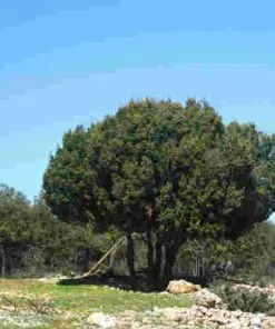 Future Forests Trees Quercus Coccifera