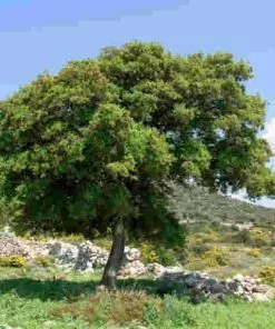 Future Forests Trees Quercus Coccifera