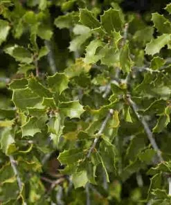 Future Forests Trees Quercus Coccifera